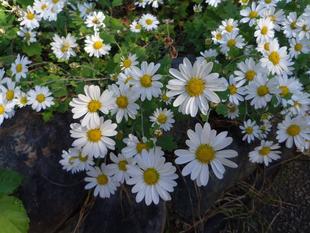 リュウノウギクが咲いています。