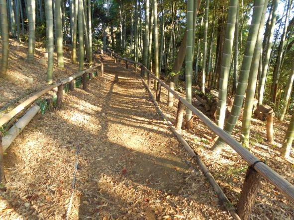竹林のこもれびの写真