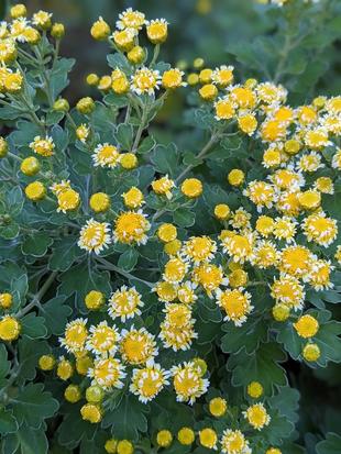 イソギクが咲き始めました