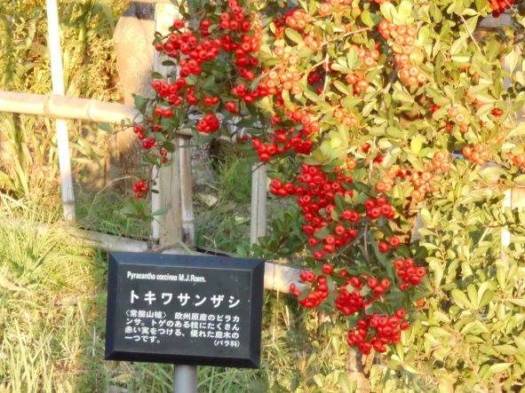 古民家秋の景色の写真
