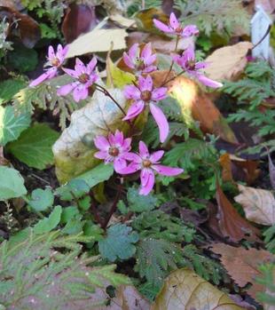 ダイモンジソウが咲いています。