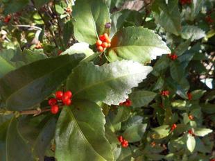 千両がなっています！