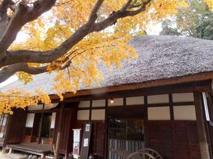 古民家主屋前のカエデがきれいです！