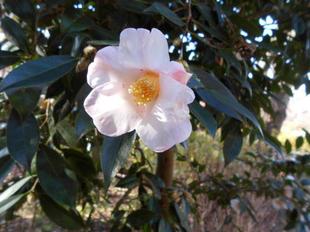 ヤブツバキが咲いています。