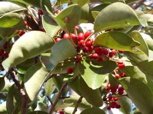 クロガネモチに赤い実がなっています。