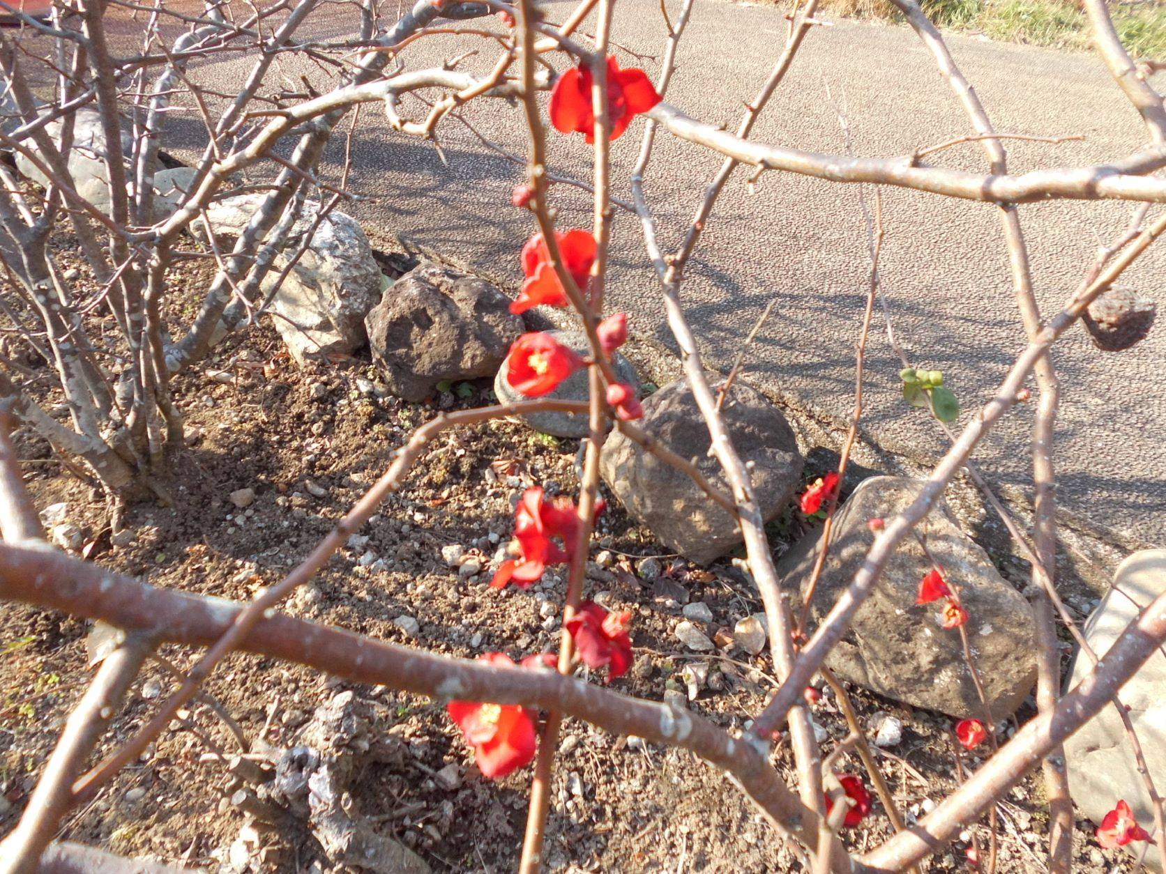 ボケの花が咲いています。の写真