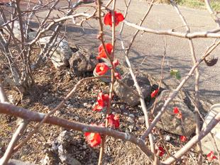 ボケの花が咲いています。