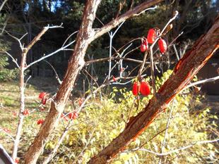 サンシュュの実がなっています。