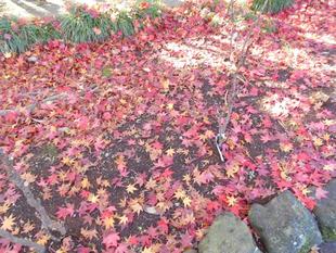 カエデの落葉の赤い絨毯