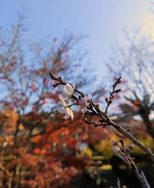 冬の桜と紅葉です。