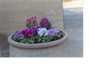 花き展覧会のお花を展示しています。