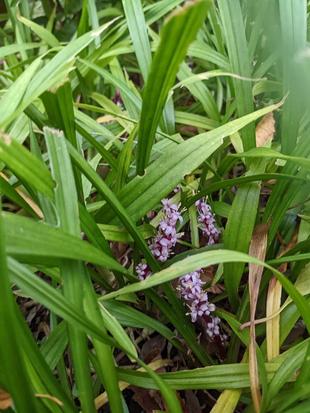 キチジョウソウが咲いています。