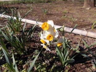 水仙が咲いています、