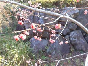 マユミの実がなっています。