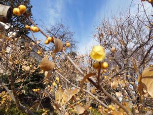 ロウバイが咲き始めました！