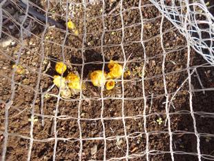 福寿草が可愛らしい！