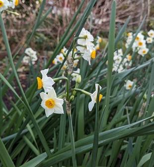 古民家の周りに水仙が咲いています