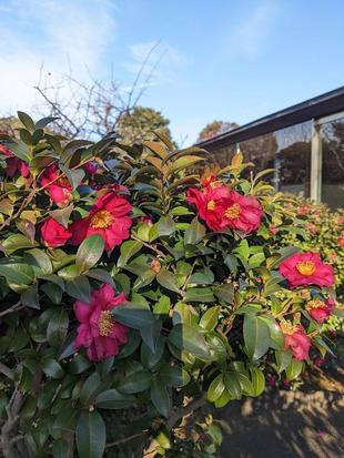 サザンカ咲いた道