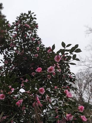 ピンクのツバキが咲いています