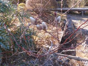 ネコヤナギが銀色の花穂を出しました！