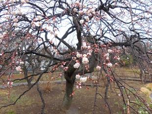 梅が開花し始めました！