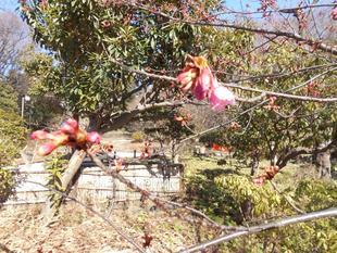 河津桜がほころび始めました。