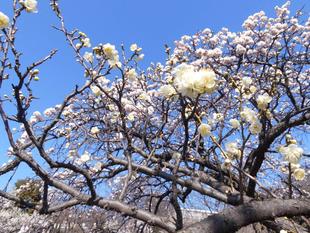 リョクガクバイが咲いています！
