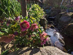 クリスマスローズが咲いています。