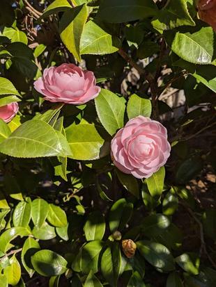 乙女椿が咲き始めました