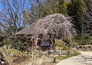 しだれ梅が見頃です。