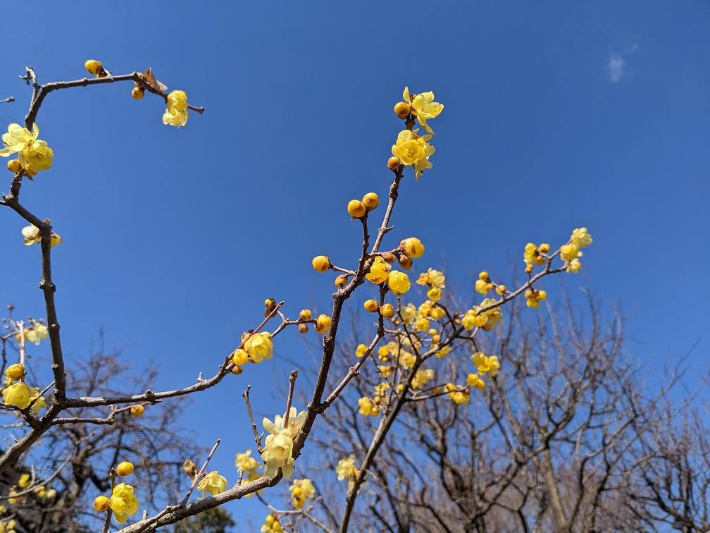 ソシンロウバイが見頃ですの写真