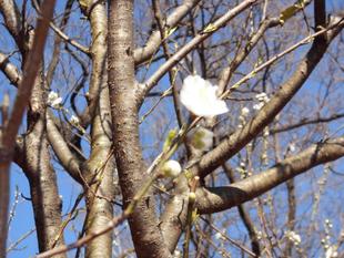 はなももが咲き始めました！