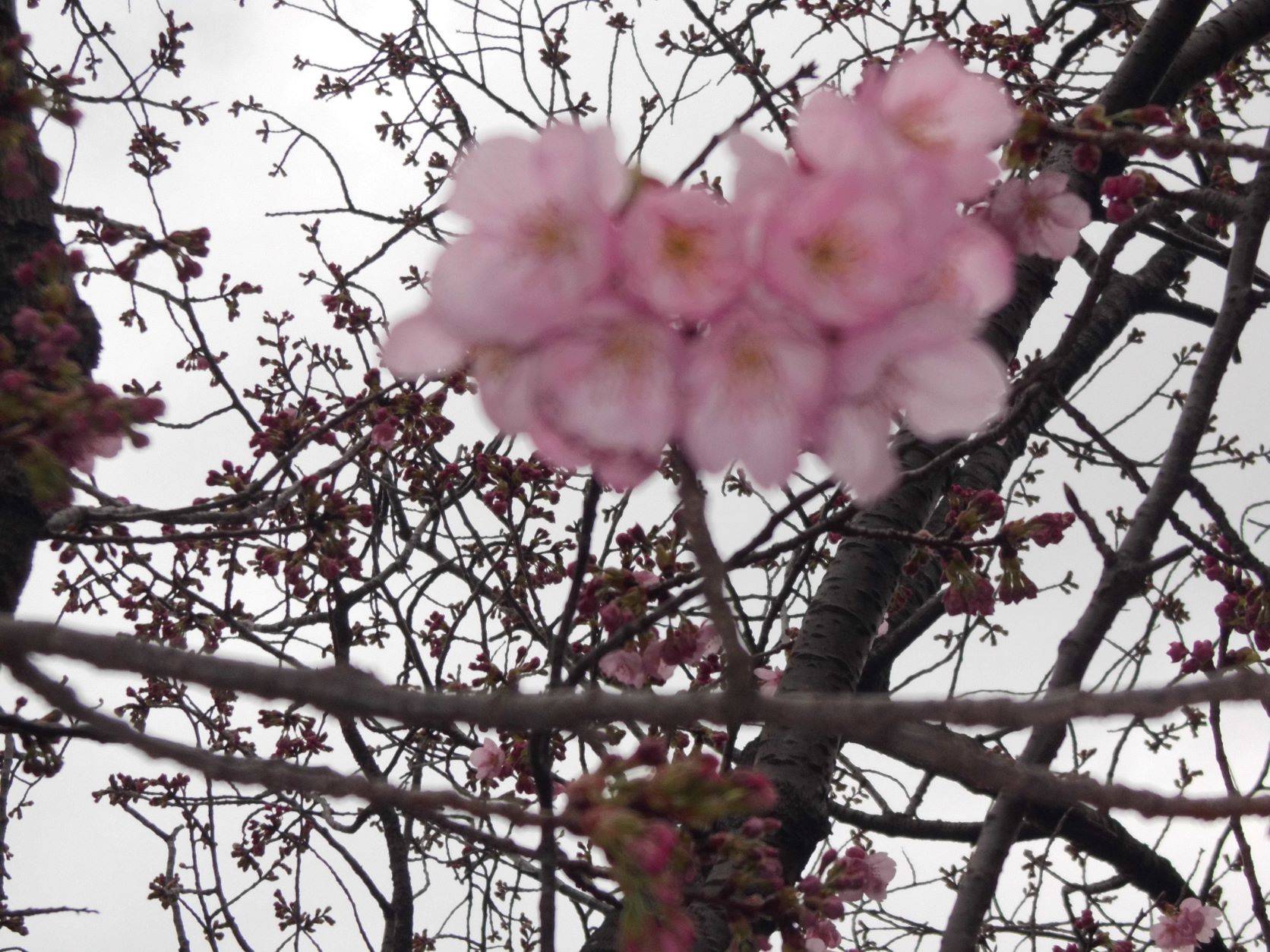 サクラ開花情報【2023年3月20日】の写真