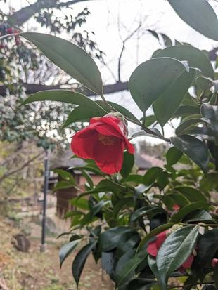 ヤブツバキが咲いています。