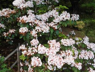 カルミア(花笠石楠花)