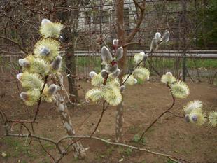 ネコヤナギ（猫柳）