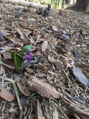 山野草エリアの様子です。