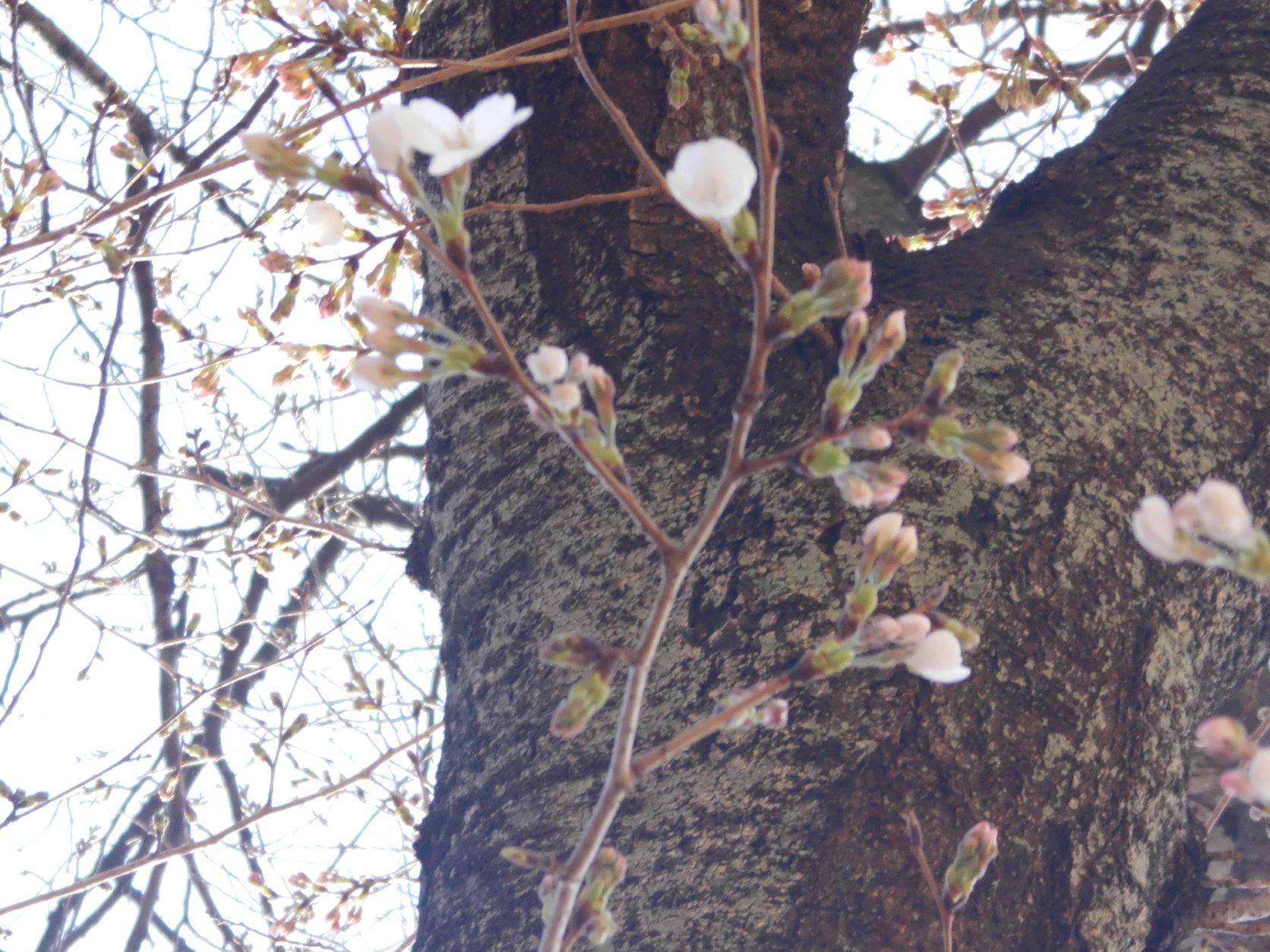 馬場花木園桜開花情報【2023年3月16日】の写真