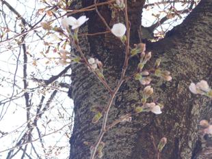 馬場花木園桜開花情報【2023年3月16日】