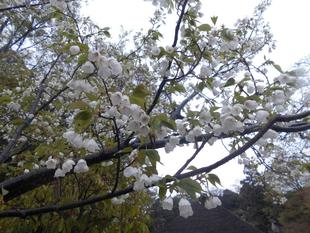 山桜が満開です!