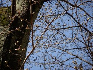 馬場花木園桜開花情報【2023年3月15日】