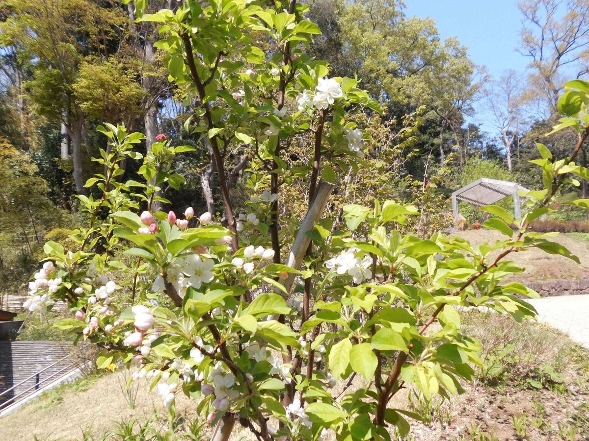 りんご「姫リンゴ」 6号スリット鉢苗 苗木 通販 greenery