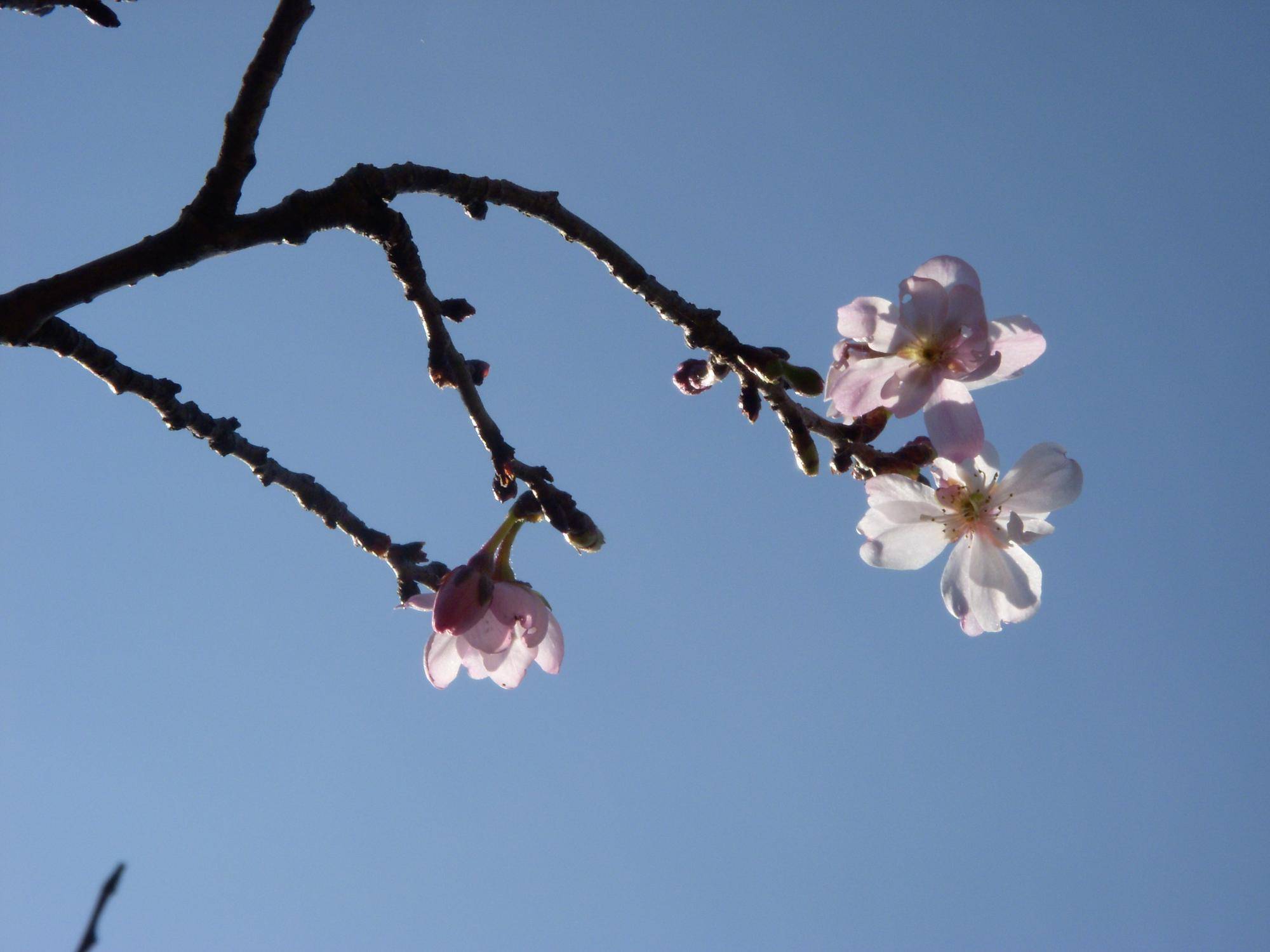 ジュウガツザクラ（十月桜）の写真