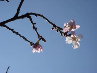 ジュウガツザクラ(十月桜)