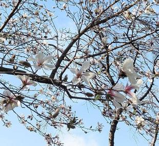 コブシの花が咲いています。