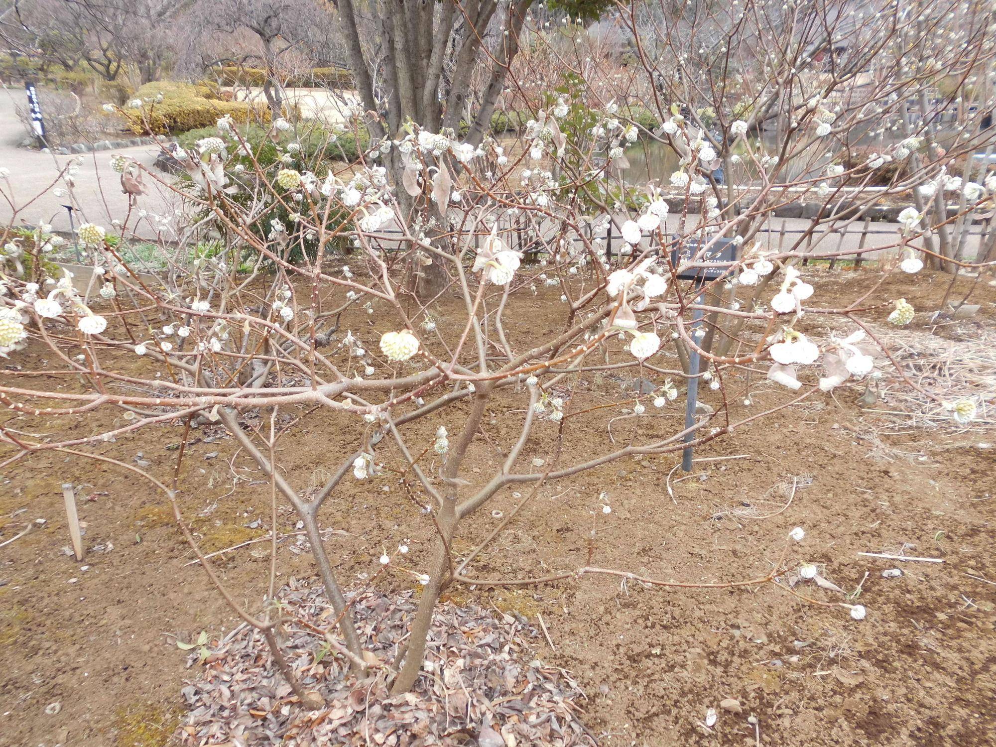 ミツマタ（三椏）の写真