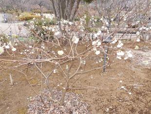 ミツマタ（三椏）