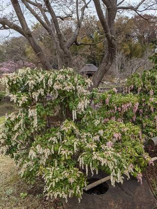 アセビの花が咲いています。