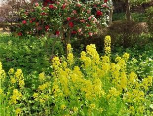 菜の花が咲いています