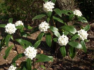 ジンチョウゲ（沈丁花）